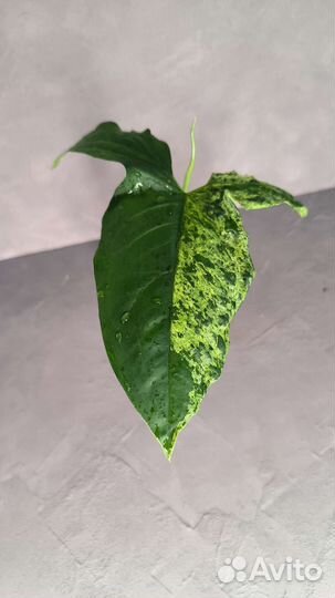 Сингониум Mottled