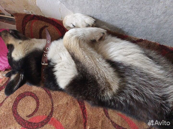 Собака в добрые руки