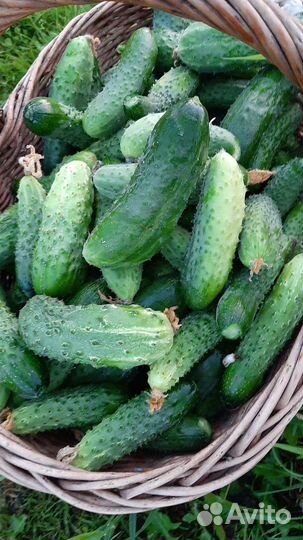 Огурцы свежие в наличии