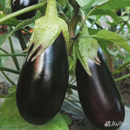 Продам баклажаны, малину