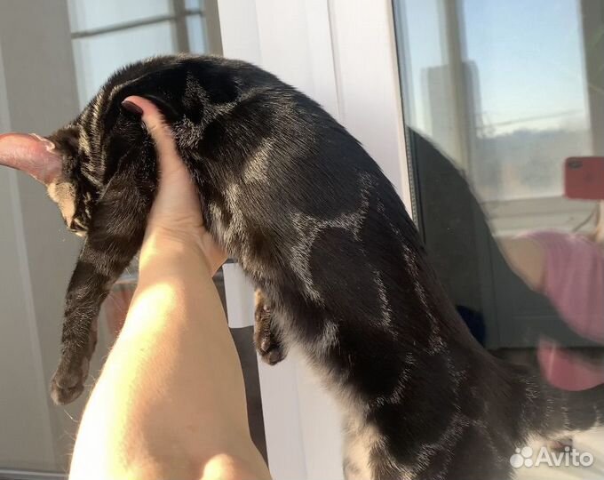 Кошка