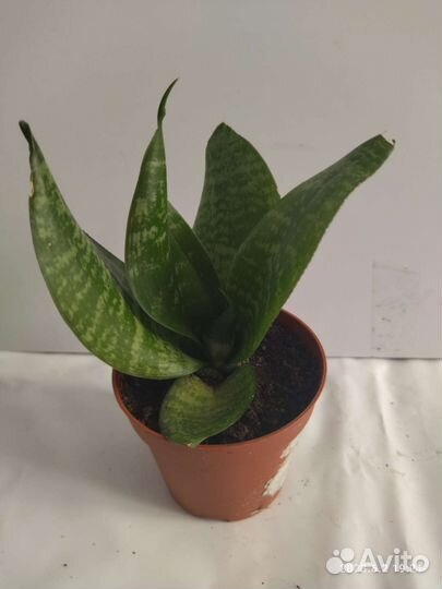 Сансевиерия Фанни(миниатюрный цветок)