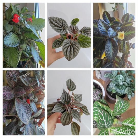 Эписции, фиттонии, герань