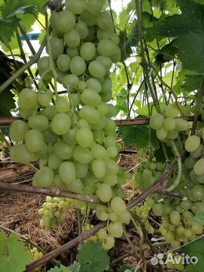 Замороженные ягоды