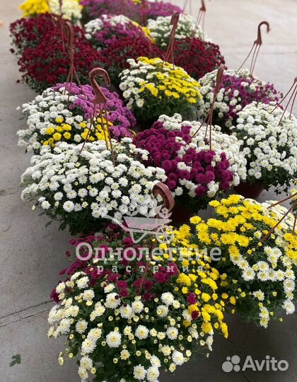 Хризантема Мультифлора в подвесных кашпо