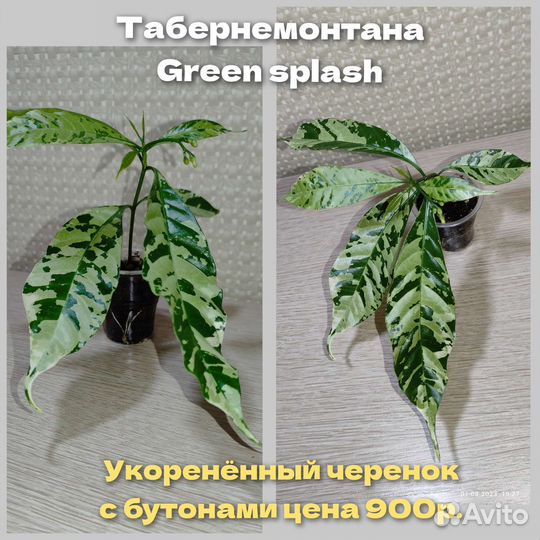 Табернемонтаны несколько видов