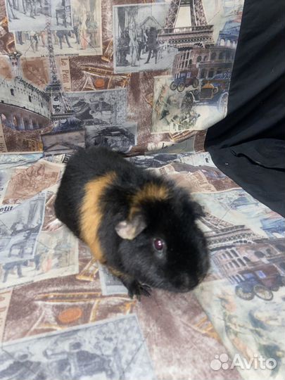 Морская свинка самец вязка