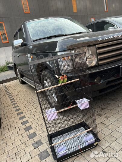 Продаю попугая с клеткой(не разлучники )