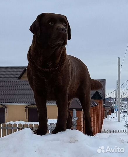 Вязка лабрадора ретривера