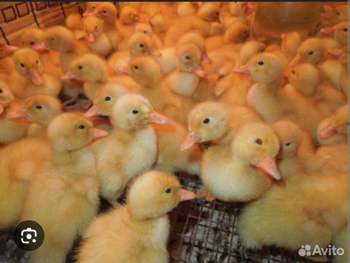 Оптом, гусята, утята, мускусная утка