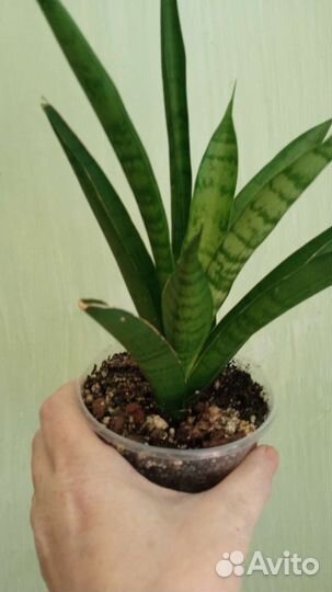 Сансевиерия сортовая