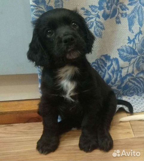 Кокер спаниель