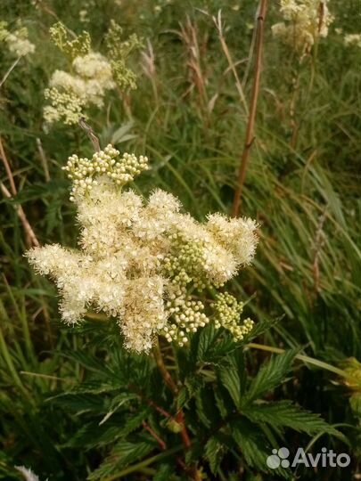 Лекарственные травы