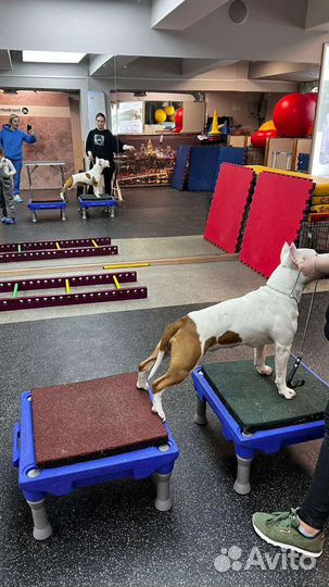 Услуги хендлера