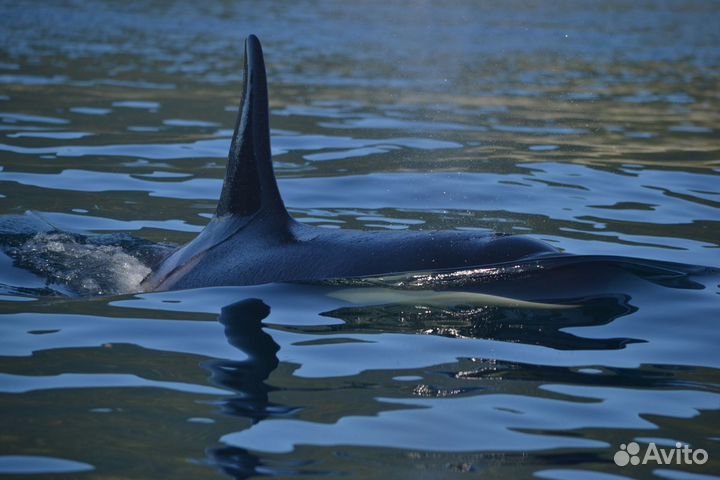 Морские прогулки на катере камчатка