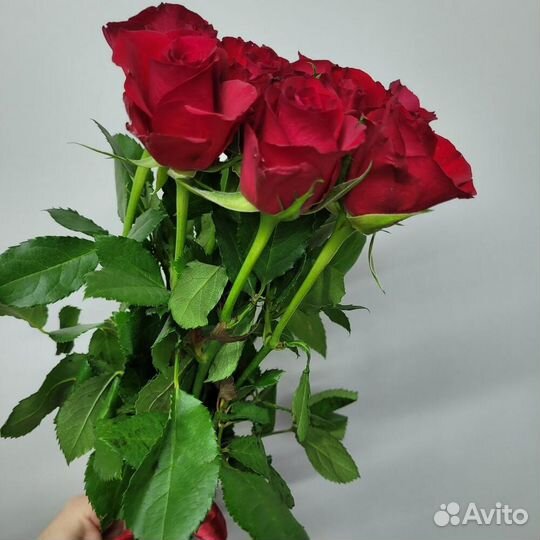 Цветы Розы Букет 25 35 51 101 роза Эквадор