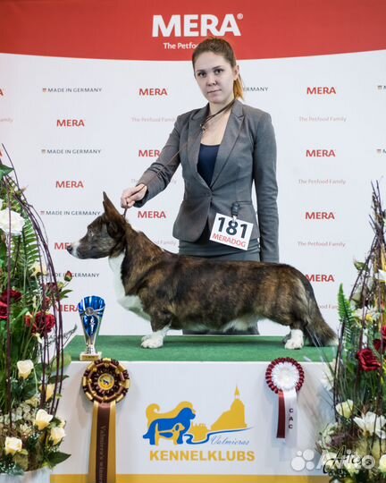 Вельш Корги Кардиган, кобель, Вязка