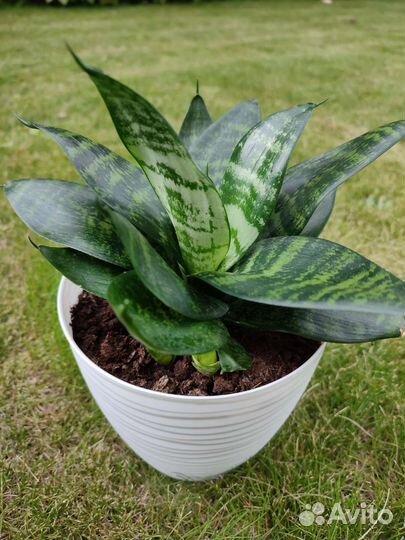 Цветы для офиса