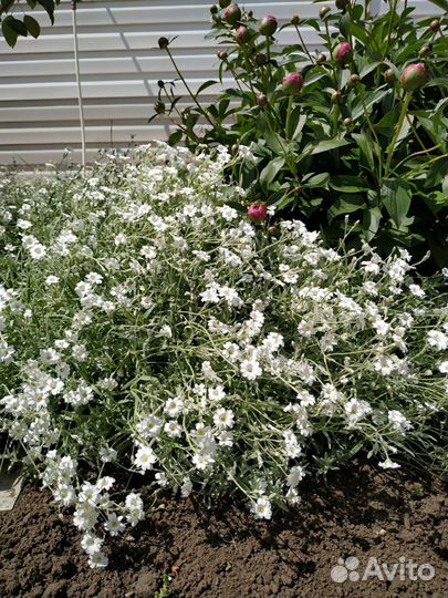 Ясколка Бибештерна, снежная ловина