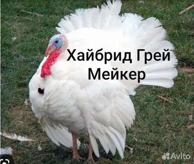 Индюшата бронза 708 и Грей М