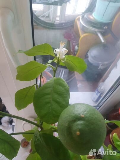 Лимон дерево с плодами