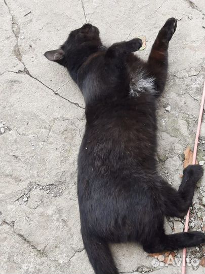 Найден кот