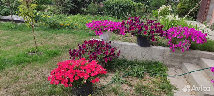 Петуния ампельная подрощенная