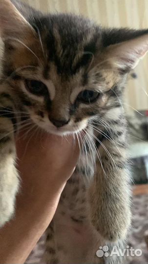 Котенок в дар бесплатно