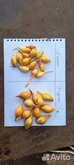 Лук севок опт от 100 кг