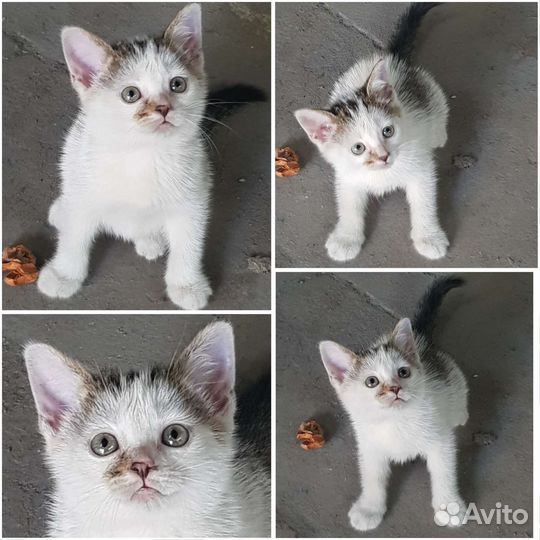 Котята в добрые руки