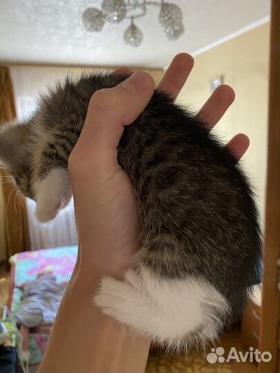 Котенок в добрые руки