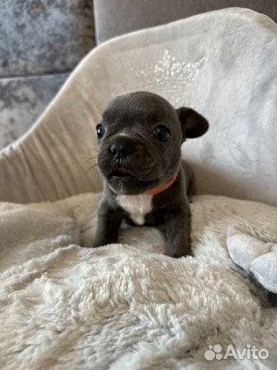Голубой Французский бульдог мальчик