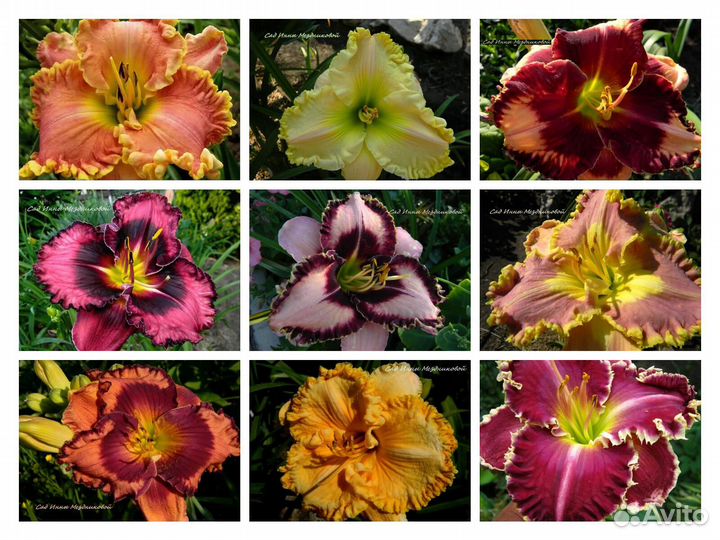 Лилейники сортовые