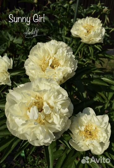 Пионы Sunny Girl, Lemon Dream и др
