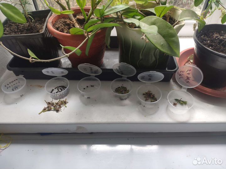 Рассада Батата