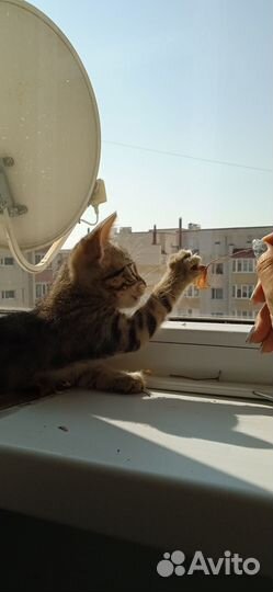 Отдам котенка в добрые руки