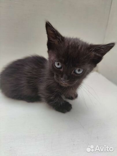 Кошечка Манчкин стандарт