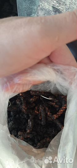 Кислица,оксалис (бабочки)