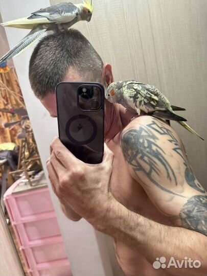 Птенец Кореллы