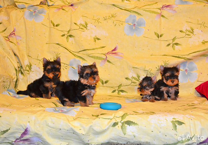 Йоркширский терьер-очень красивые малыши