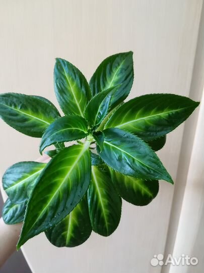 Бальзамин Новогвинейский