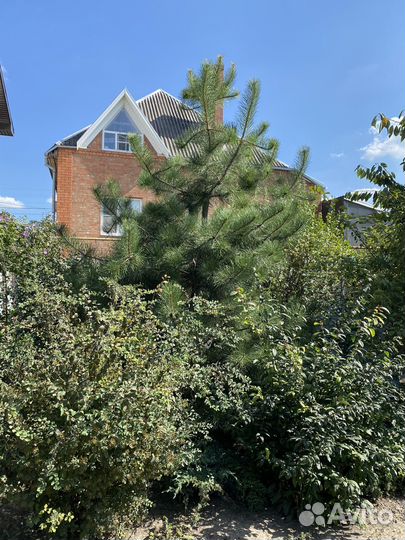 Крымская сосна