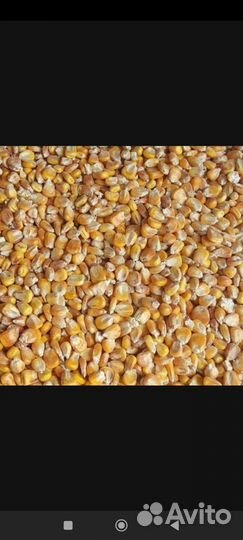 Кукуруза