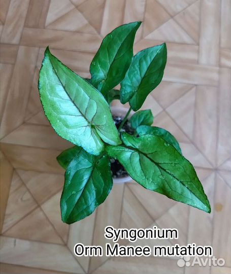 Сингониумы коллекционные #2