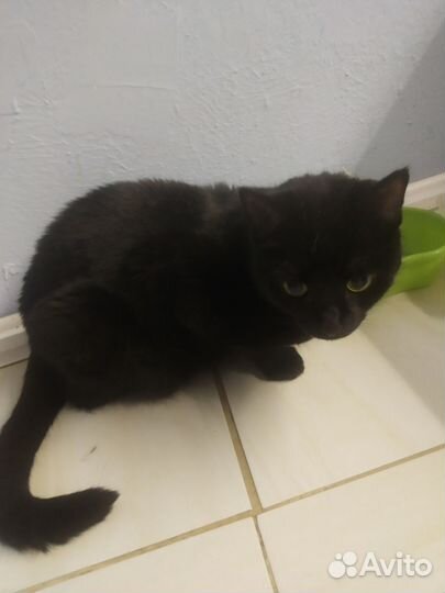 Кошка в дар