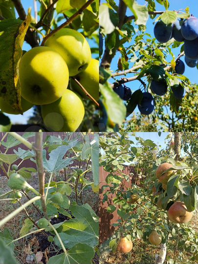 Дом 60 м² на участке 4,2 сот.