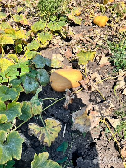 Тыква оптом сорт Дружелюбная