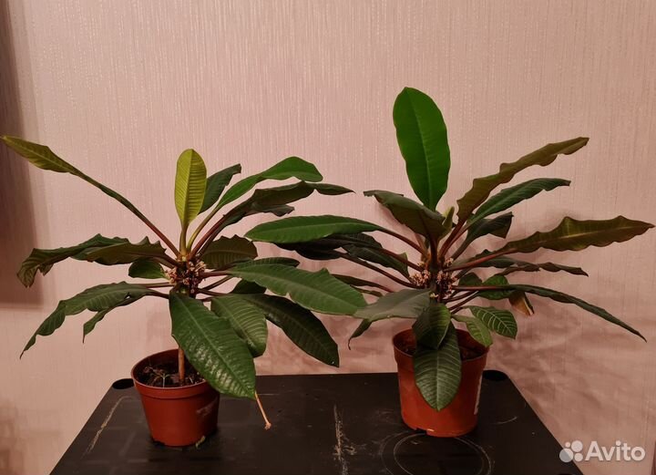 Спацифилиум, молочай, бамбук