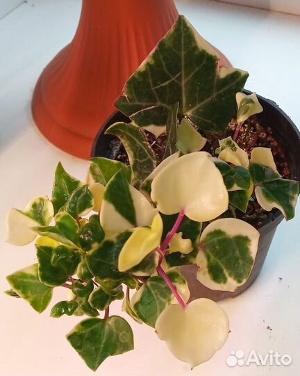 Традесканция, крестовник, гинура