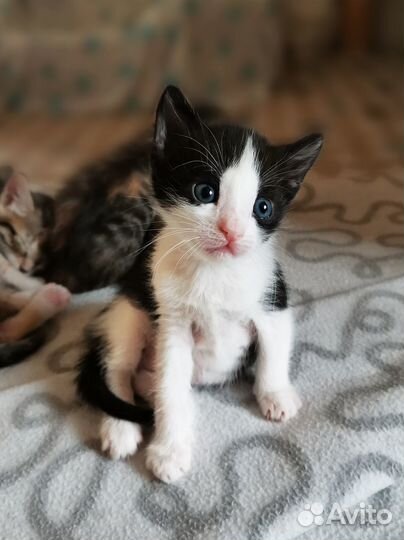 Милые котята и мама-кошка ищут дом